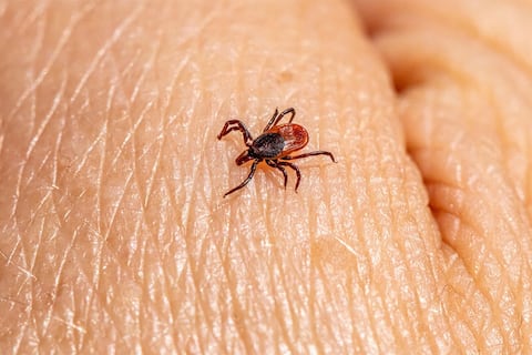 Confirman primera muerte por alergia a la carne transmitida por garrapatas: estas son las zonas de Estados Unidos donde abunda este parásito