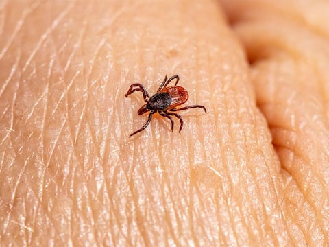 Confirman primera muerte por alergia a la carne transmitida por garrapatas: estas son las zonas de Estados Unidos donde abunda este parásito