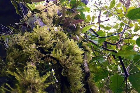 Prevenir la venta de musgo y líquenes