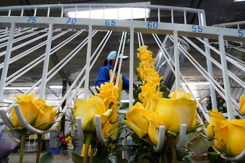 39.000 toneladas de flores ecuatorianas se exportaron por San Valentín en 2026