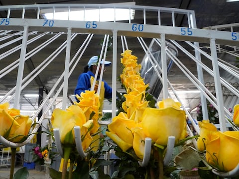 39.000 toneladas de flores ecuatorianas se exportaron por San Valentín en 2026