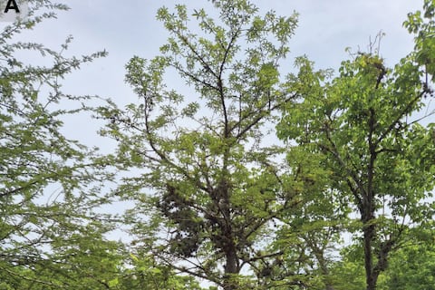Los bosques secos de Loja tienen una nueva especie de árbol: conoce a ‘Spirotheca zapotillana’