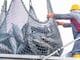 Nirsa impulsa la protección de los océanos mediante pesca responsable, trazabilidad e innovación sostenible