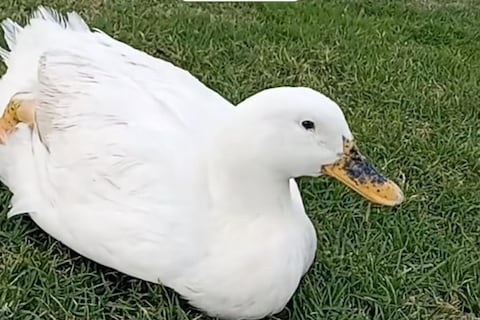 A pie, por mar y por tierra, la lucha de un migrante para regresar a Venezuela junto a su patita Filomena adoptada en México