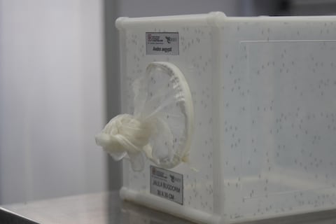 Ecuador pone en marcha biofábrica de mosquitos estériles contra el dengue