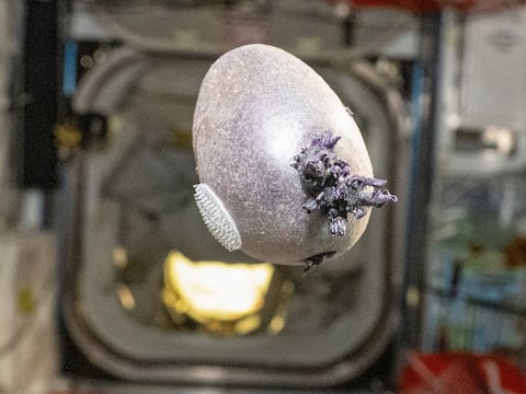 ‘¡Mátenlo con fuego!’: la reacción viral a la foto más aterradora captada jamás dentro de la Estación Espacial