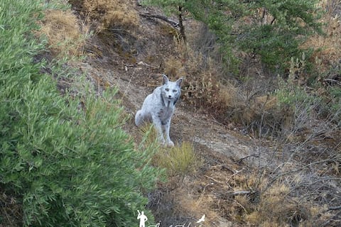 Fotógrafo aficionado captura a un raro lince que se creía extinto: La imagen del “fantasma blanco del Mediterráneo” sorprende a científicos