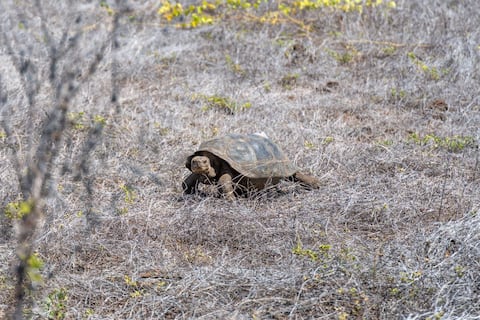 Regresaron las gigantes: el plan científico que devolvió tortugas a la isla Floreana tras 150 años