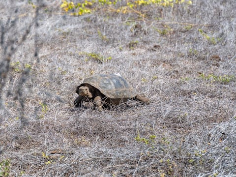 Regresaron las gigantes: El plan científico que devolvió tortugas a la isla Floreana tras 150 años