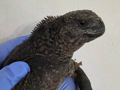 Cuatro iguanas marinas de Galápagos fueron halladas en Guayaquil, cerca del aeropuerto: ministerio investiga posible tráfico ilegal de fauna