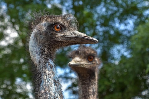 El inesperado motivo que hace que gallinas críen emús en un zoológico de Australia