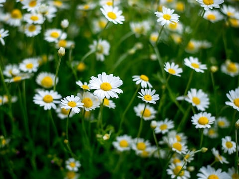 Cómo cultivar manzanilla en casa a partir de una bolsita de té