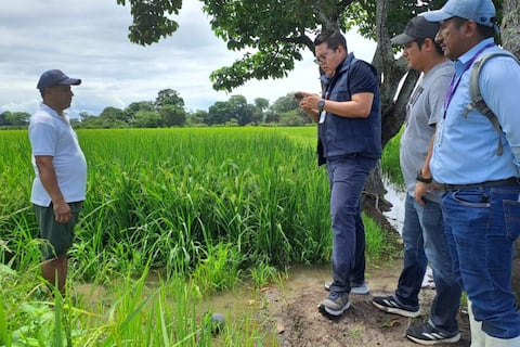 Gobierno iniciará en abril la compra directa a productores de 20.000 toneladas de arroz