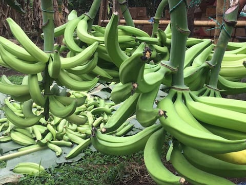 Alza de $ 0,25 en precio del plátano para 2026 afecta competitividad, pero exportadores lo manejarán dentro de sus costos