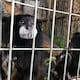 Los animales y plantas silvestres de Ecuador no son mascotas, adornos ni juguetes: su aporte a mantener el equilibrio de los ecosistemas nos beneficia a todos