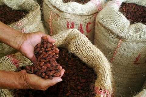 El precio del cacao vuelve a escalar por encima de los $ 11.000 la tonelada  y diferenciales generan reclamos en Ecuador