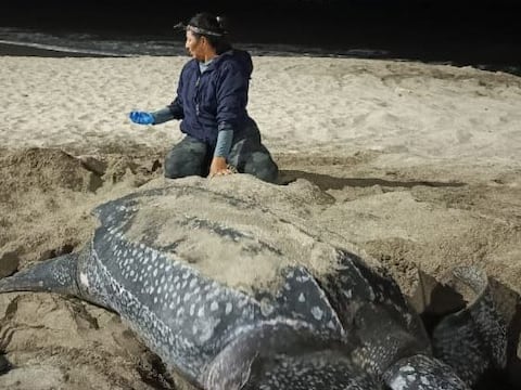La tortuga marina más grande del planeta elige las playas de Manabí para anidar: “Volvió porque probablemente nació aquí”, estima fundación