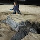 La tortuga marina más grande del planeta elige las playas de Manabí para anidar: ‘Volvió porque probablemente nació aquí’, estima fundación