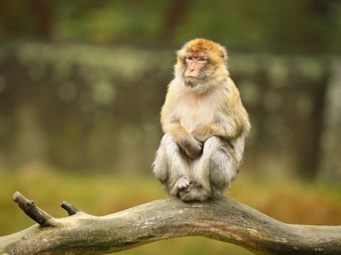 Madre de Mississippi mata a tiros a uno de los monos de laboratorio agresivos y enfermos que están prófugos: “Hice lo que cualquiera para proteger a sus hijos”