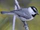 El silencio de las aves: cómo los científicos usan micrófonos para oír el momento exacto en que los pájaros dejan de cantar para no ser devorados