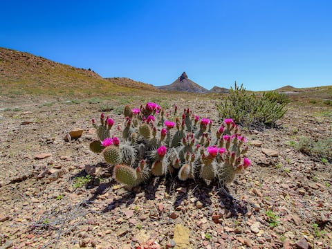 Identifican el ‘interruptor’ que activan las plantas para defenderse de las sequías