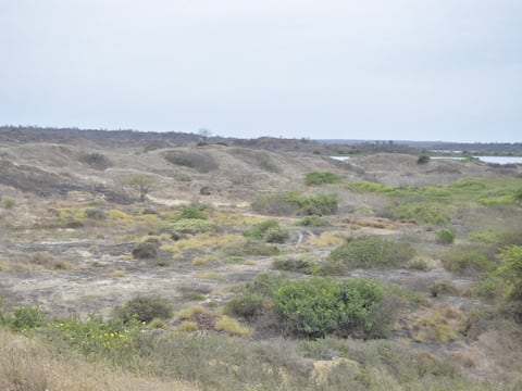 Joven compradora desiste y pide a municipio de La Libertad adjudicar 23 hectáreas a empresa
