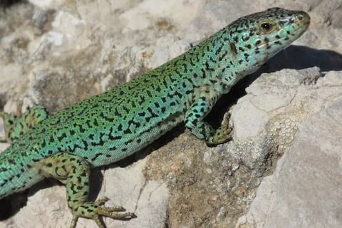 El último refugio del lagarto de Ibiza bajo asedio: cómo una culebra introducida por error está borrando del mapa a una especie milenaria