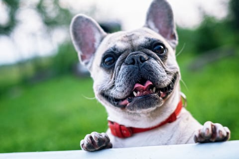 Colectivos denuncian supuesta intención de fusilamiento de perros por el Mundial 2030 en un país organizador