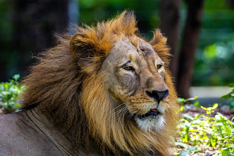 Un guarda de un zoológico tailandés muere devorado por leones