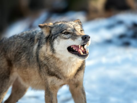 Científicos revelan las razones para eliminar a todos los lobos de una manada