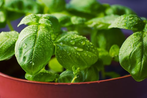 Así puedes hacer una maceta de autorriego casera para tu hogar y que funcione bien