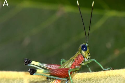 Este saltamontes descubierto en la Amazonía ecuatoriana combina tonalidades verdes, rojas y azules