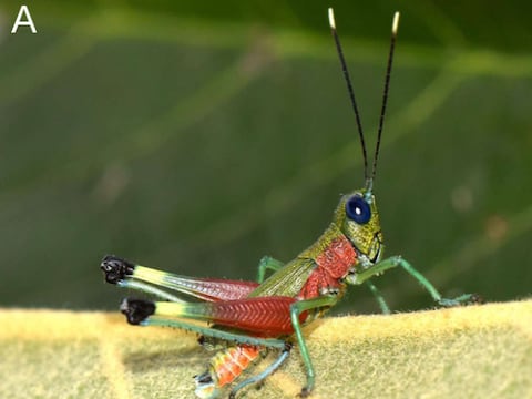 Este saltamontes descubierto en la Amazonía ecuatoriana combina tonalidades verdes, rojas y azules