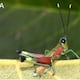 Este saltamontes descubierto en la Amazonía ecuatoriana combina tonalidades verdes, rojas y azules