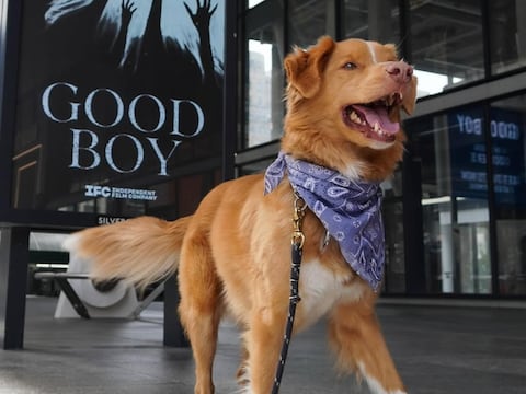 Indy, el perro de ‘Good Boy’, gana el Astra Award 2026 a Mejor Actuación