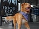 Indy, el perro de ‘Good Boy’, gana el Astra Award 2026 a Mejor Actuación