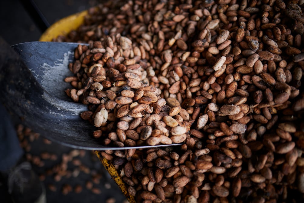 Arancel de EE. UU.: pese a situación favorable frente a competidores globales, sector cacaotero local estará atento a reacciones de mercados