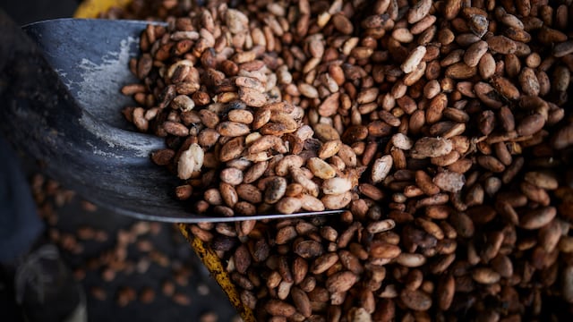 Precio de tonelada de cacao se estabiliza en $ 3.000 y para el sector ‘sigue siendo atractivo’