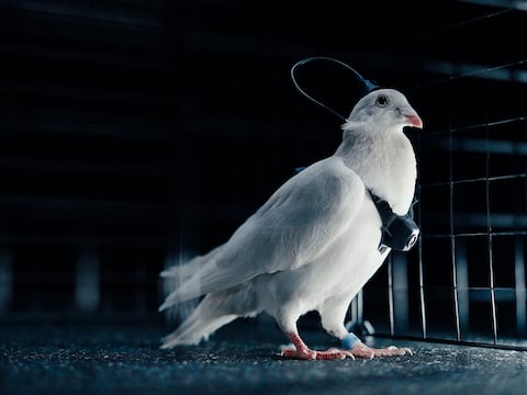 Rusia experimenta con palomas espía controladas por chips cerebrales