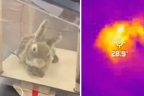 Florida crea conejos robot para capturar serpientes invasoras: Las pitones acabaron con el 95% de los mamíferos con pelaje de los Everglades