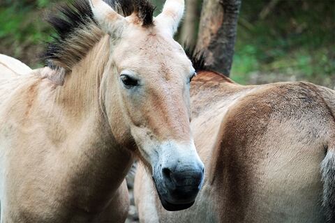 Descubren una especie de caballos en peligro de extinción que deambula por la zona más peligrosa de Chernóbil