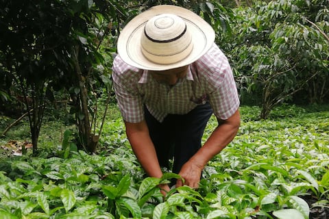 El 16% de las especies vegetales estará en riesgo de extinción por los impactos climáticos, según estudio