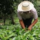 El 16% de las especies vegetales estará en riesgo de extinción por los impactos climáticos, según estudio