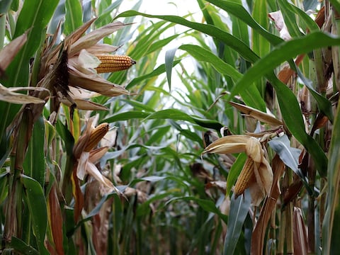 Plaguicidas utilizados durante la producción de maíz en Ecuador causan daño genético en roedores