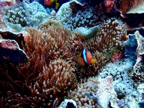 Colonia de corales más grande del mundo fue descubierta: Es tan grande como una cancha de fútbol