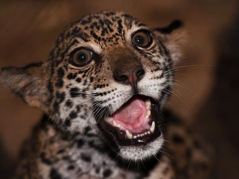 ‘Los jaguares de la Costa están cada vez más aislados’ por el avance de la frontera agrícola, explican expertos