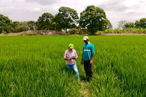 Compra de arroz en cáscara se inicia este 4 de mayo, estos son los pasos y requisitos para los agricultores