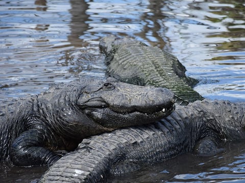 Revelan cuáles son los cinco lugares de Luisiana que están infestados de caimanes