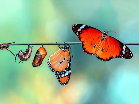 En la antesala de la metamorfosis