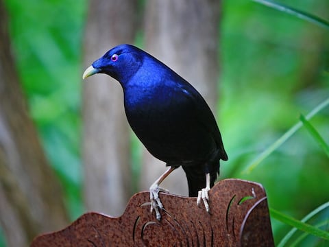 La extraña ave de ojos morados que colecciona en sus nidos objetos de color azul